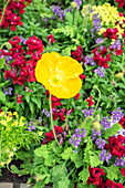 Longwood Gardens, Iceland Poppy, Kennett Square, Pennsylvania, Usa