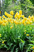 Yellow Tulips, Kennett Square, Pennsylvania, Usa