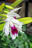 Weiße Orchidee, USA