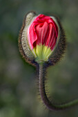 USA, South Carolina, Charleston. Opening poppy bud