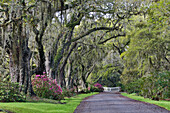 Oak lane Springtime azalea blooming Magnolia Plantation, Charleston, South Carolina.