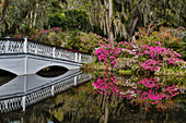 Brücke über einen Teich Frühlingsblühende Azaleen Magnolia Plantation, Charleston, South Carolina.