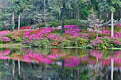 Blühende Azaleen im Spiegel eines ruhigen Teichs Middleton Place, Charleston, South Carolina