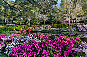 Azaleen in voller Blüte Middleton Place, Charleston, South Carolina