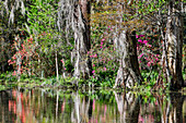 USA, North Carolina. Magnolia Plantation, tree trunks  and reflection in lake