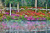 USA, South Carolina, Charleston. Middleton Place, Azaleas reflecting in lake