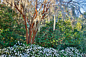 USA, North Carolina, Charleston. Middleton Place, tree with Azaleas