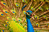 USA, South Carolina Charleston, Vocal Peacock in breeding plumage.