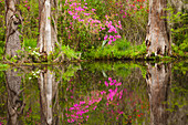 USA, South Carolina, Charleston, Blühende Azaleen in Magnolia Gardens im Frühling.