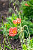 Roter Mohn, Garten, USA