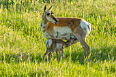 USA, Süddakota, Custer State Park. Gabelbock-Ricke und säugendes Kälbchen