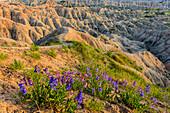 Penstemon wildflowers in Badlands National Park, South Dakota, USA (Large format sizes available)