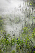 Nebel driftet durch schwarz verbrannte Bäume am Berghang, Great Smoky Mountains National Park, Tennessee