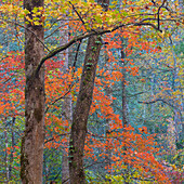 USA, Tennessee. Forest scenic in autumn