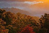 USA, Tennessee. Great Smoky Mountain National Park, trees and fog at sunrise.