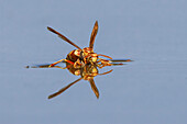 Papierwespe trinkt Wasser von der Oberfläche eines Teichs, Rio Grande Valley, Texas