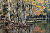 Mit spanischem Moos bewachsene Sumpfzypresse mit Herbstfärbung. Caddo Lake State Park, Ungewiss, Texas