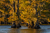 Bald cypress trees in autumn colors at sunset. Caddo Lake, Uncertain, Texas