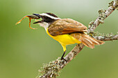 USA, Texas, Hidalgo County. Kiskadee eating frog