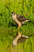 USA, Texas, Hidalgo County. Cooper's hawk reflecting in water