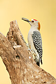 Linn, Texas, USA. Golden-fronted woodpecker eating a seed.