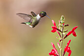 Ruby-throated Hummingbird (Archilochus colubris) male feeding