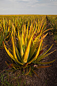 Aloe wächst als Nutzpflanze