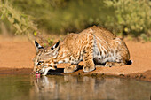 Bobcat (Lynx Rufus) trinkend
