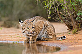 Rotluchs (Lynx Rufus) trinkend