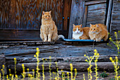 Katze (Felis catus) auf der Veranda eines alten Hauses sitzend