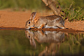 Eastern Cottontail Rabbit (Sylvilagus Floridanus) drinking
