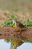 Eastern Meadowlark (Sturnella magna) drinking