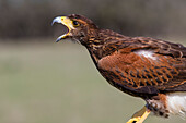 Harris's Hawk (Parabuteo Unicinctus) erwachsen rufend. (In Gefangenschaft)