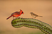 Lincoln's Sparrow (Melospiza lincolnii) with northern cardinal on cactus