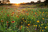 Sunset on Texas wildflowers