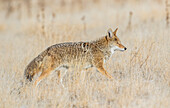 Usa, Utah, Antelope Island State Park, ein erwachsener Kojote wandert durch eine Wiese.