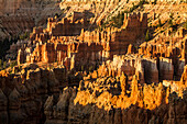 Bryce Canyon-Nationalpark, Utah. Goldene, sonnenbeschienene Wand aus Hoodoos