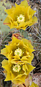 USA, Utah. Prickly pear cactus bloom, Arches National Park.
