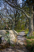 Pfad, Shenandoah, Blue Ridge Parkway, Smoky Mountains, USA.