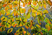 Hinterleuchteter Zweig mit goldenen Blättern, Ottergipfel, Blue Ridge Parkway, Smoky Mountains, USA.