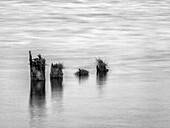 USA, Washington State, Old pilings near Cape Disappointment