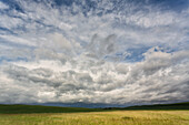 Dramatic clouds above wheat field, Palouse region of Eastern Washington.