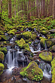 Kleiner Bach, der in Kaskaden durch moosbewachsene Felsen fließt, Hoh Rainforest, Olympic National Park, Washington State
