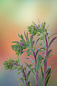 USA, Bundesstaat Washington, Seabeck. Euphorbia-Pflanzen mit Knospen