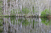USA, Bundesstaat Washington, Bainbridge Island. Erlenbäume, die sich im Teich spiegeln