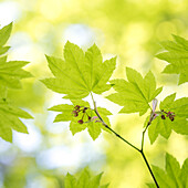 USA, Washington State, Millersylvainia State Park. Close-up of vine maple leaves