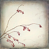 USA, Washington State, Seabeck. Plum tree branch with spring buds