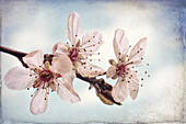 USA, Bundesstaat Washington, Seabeck. Blühende Pflaumenblüten