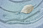 USA, Washington State. Seabeck. Frosty maple leaf on ice