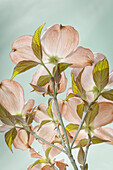 USA, Bundesstaat Washington, Seabeck. Rosa gefärbte Hartriegelblüten